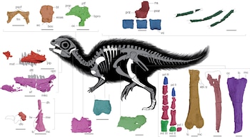 Anatomía esquelética de Doolysaurus huhmini