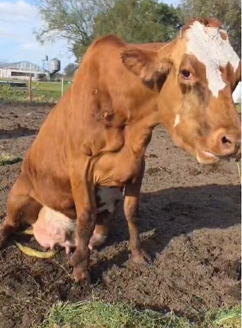 Rescate Equino Cinco Corazones ONG
