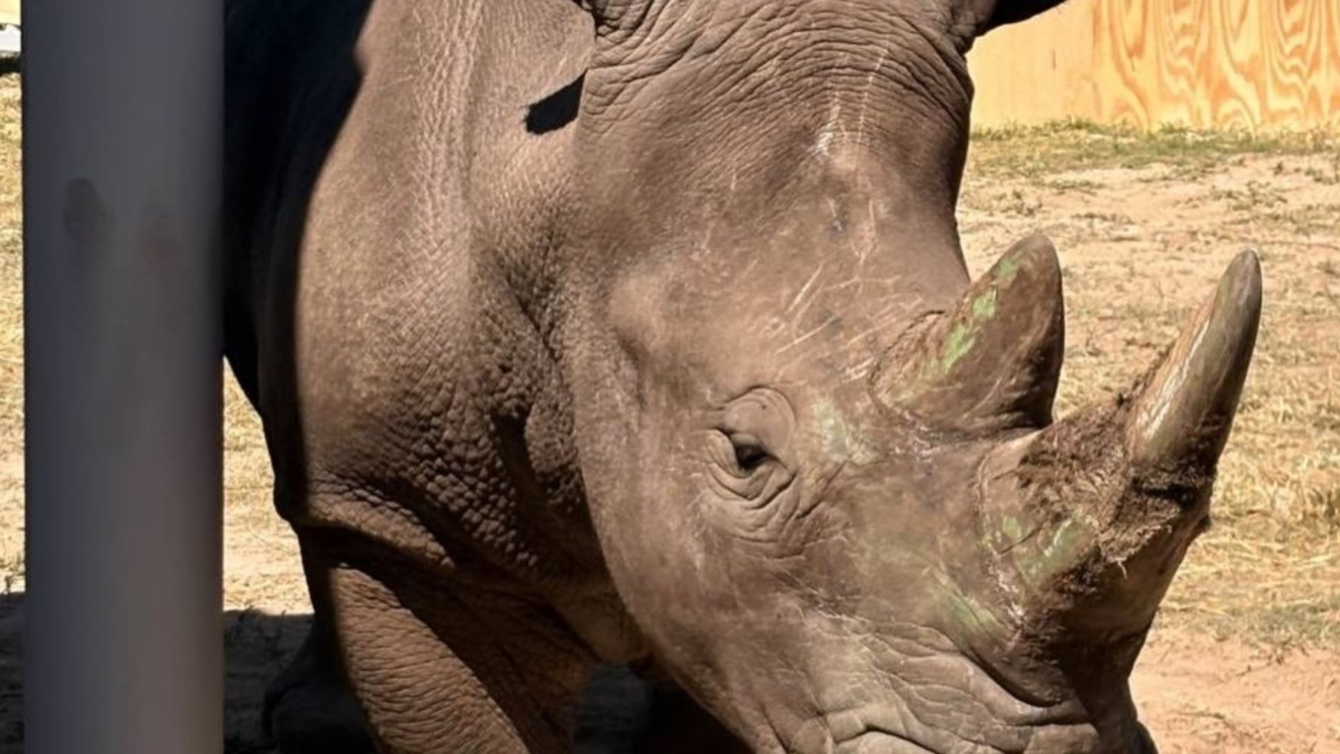 Cuatro rinocerontes blancos viajaron desde Francia y Alemania a su nuevo hogar: Zoológico de Guadalajara celebra su llegada