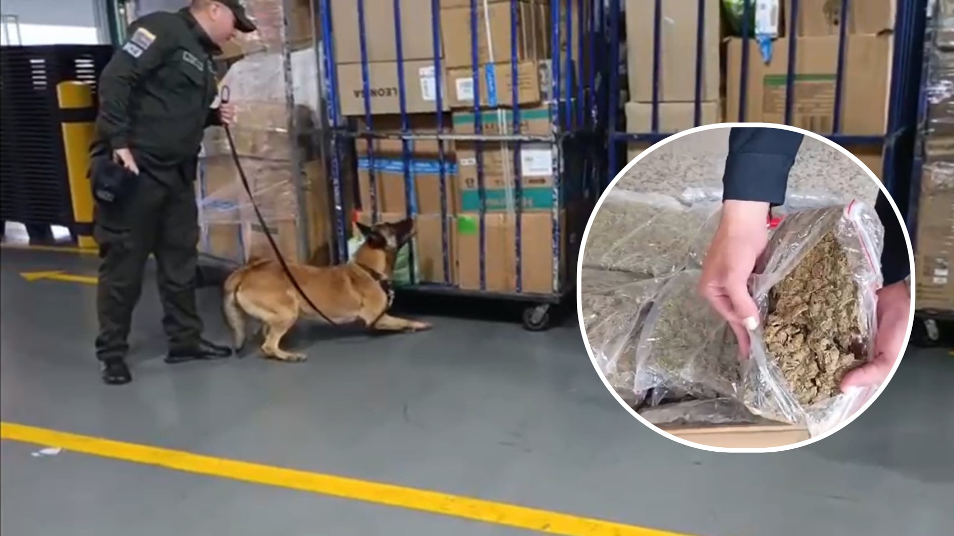 Perro detector de drogas encuentra 100 kilos de marihuana en aeropuerto de Bogotá