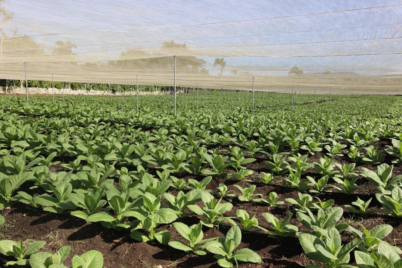 La Estrategia Nacional de Tecnificación de los Sistemas de Riego busca transformar los métodos tradicionales y fortalecer el sector agropecuario dominicano.(Foto cortesía Presidencia de la República Dominicana)