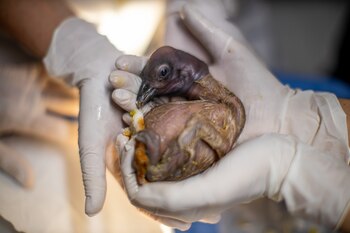 Tehiel, uno de los cóndores