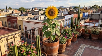 Un girasol grande en una maceta de terracota sobre una terraza con balcón de hierro, rodeado de otras plantas en macetas, edificaciones de colores y montañas al fondo.