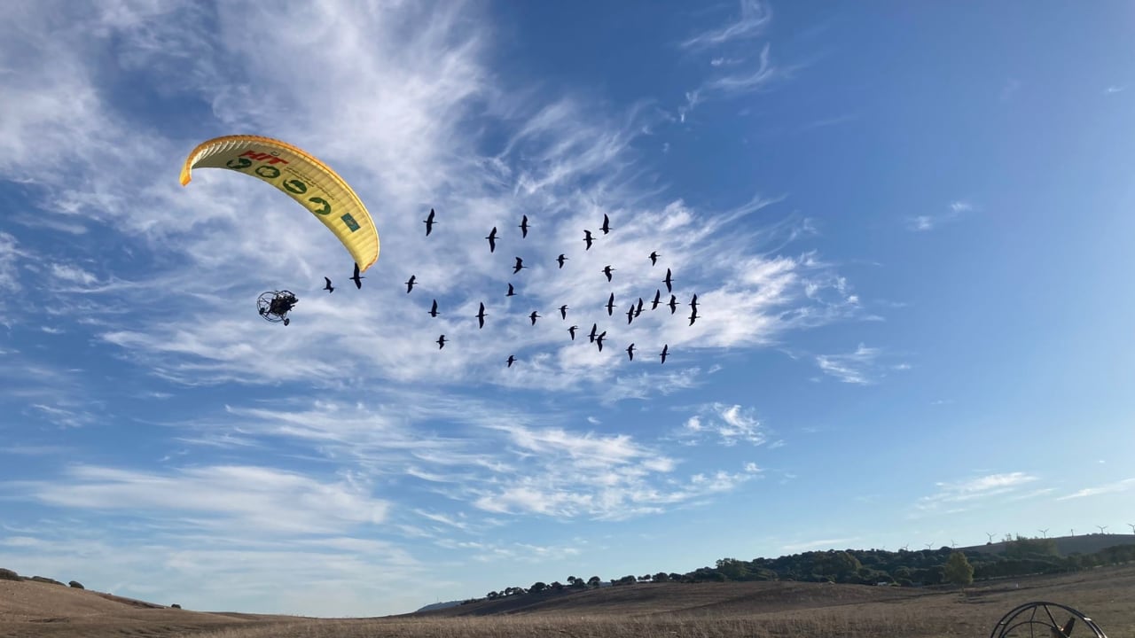 Una treintena de ibis eremitas llegan a Barbate guiados desde Viena por dos ultraligeros. (Junta de Andalucía/Europa Press)