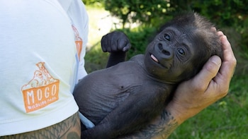 Kaius el bebé gorila en