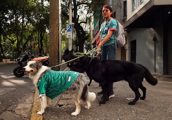 Hasta las mascotas viven la Copa del Mundo