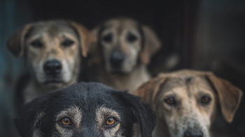 12 perros esperaron a su cuidador por días frente a un hospital en Pereira: esta es la conmovedora historia