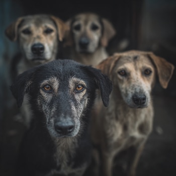 La motivación por la comida