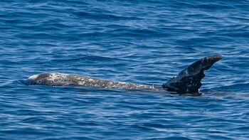 Una rara manada marina fue