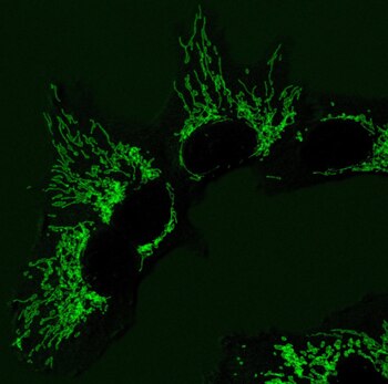 Imagen FCC52SXFSZFYFMDBMK6OVQCNHE