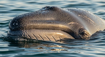Primer plano de la cabeza de una ballena minke gris oscuro asomando del agua, con el ojo visible y gotas de agua relucientes en su piel.