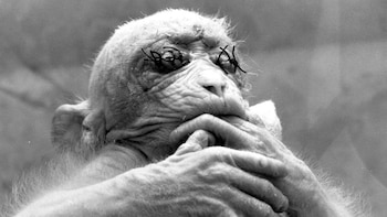 El calvario de “Britches”, el mono que mostró al mundo las torturas que padecían los animales en los experimentos de laboratorio