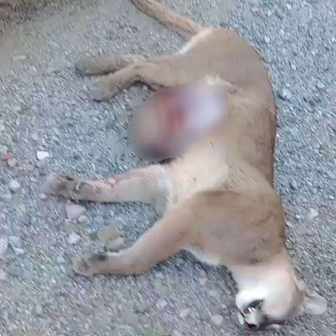 El atropello de una puma embarazada en la ruta 40 del Parque Nahuel Huapi dejó tres crías muertas y una sobreviviente bajo cuidados veterinarios
