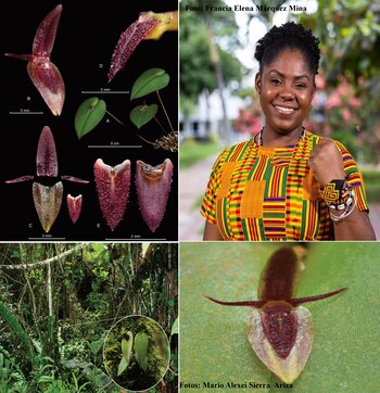 Orquídeas descubiertas en Colombia tendrán