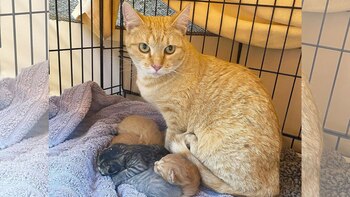 La gata Turkey con todas