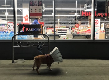 A dog wearing a cone waits for his owner at a dog parking outside a supermarket in Gdynia, Poland January 22, 2020. REUTERS/Radu Sigheti
