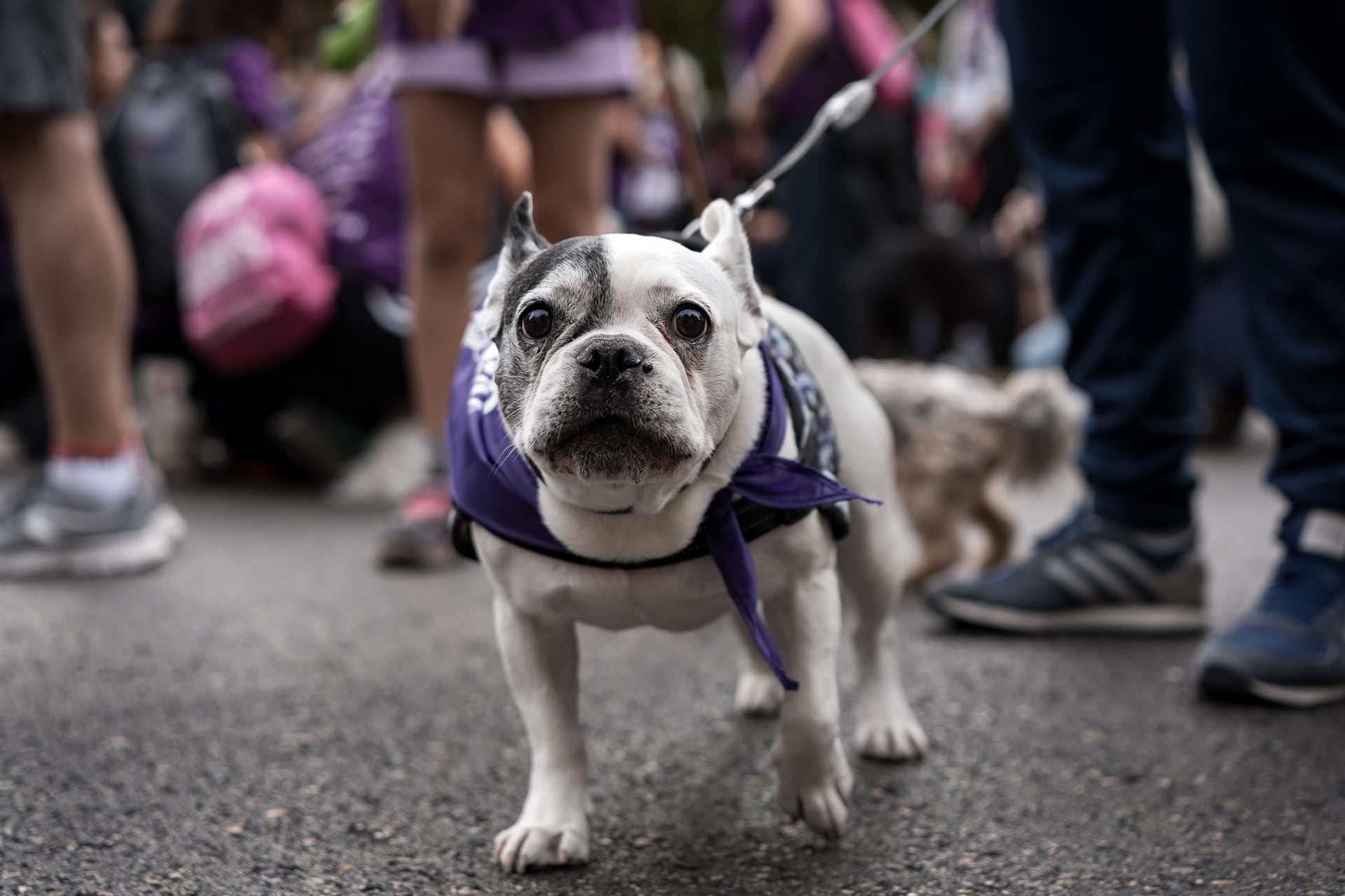 Derechos Sociales premiará a personas y organizaciones españolas y extranjeras por su compromiso con protección animal