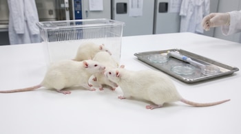 Varios ratones blancos de laboratorio fuera de una jaula transparente, una bandeja metálica con placas de Petri y una pipeta, y una mano enguantada.