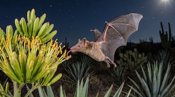 Un murciélago de pelaje marrón y alas extendidas, con la lengua fuera, se acerca a las flores amarillas de una planta de agave, bajo un cielo estrellado.