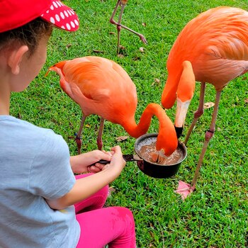 Lion Country Safari en Loxahatchee