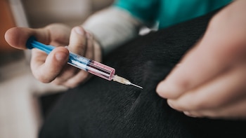 Romero explicó que “las vacunas,