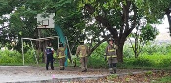 El enjambre fue reubicado a