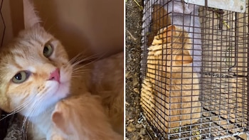 Turkey ya se adaptó a