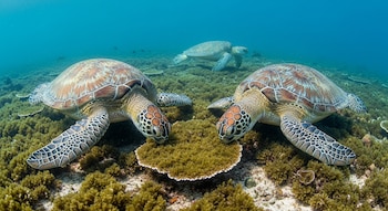 Tres tortugas marinas verdes bajo el agua; dos en primer plano sobre un lecho de algas y coral, una tercera en el fondo, nadando en agua azul clara.