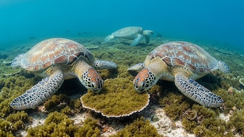 Cómo las tortugas marinas frenan el avance de un alga invasora en los arrecifes de Hawái