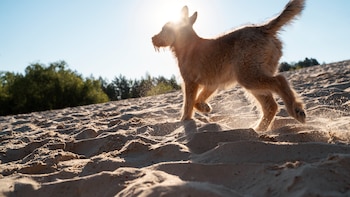 Marcos, veterinario: “El error más importante de las playas de perros es pensar que todos los animales que se persiguen están jugando”
