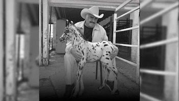 La venta de caballos miniatura: