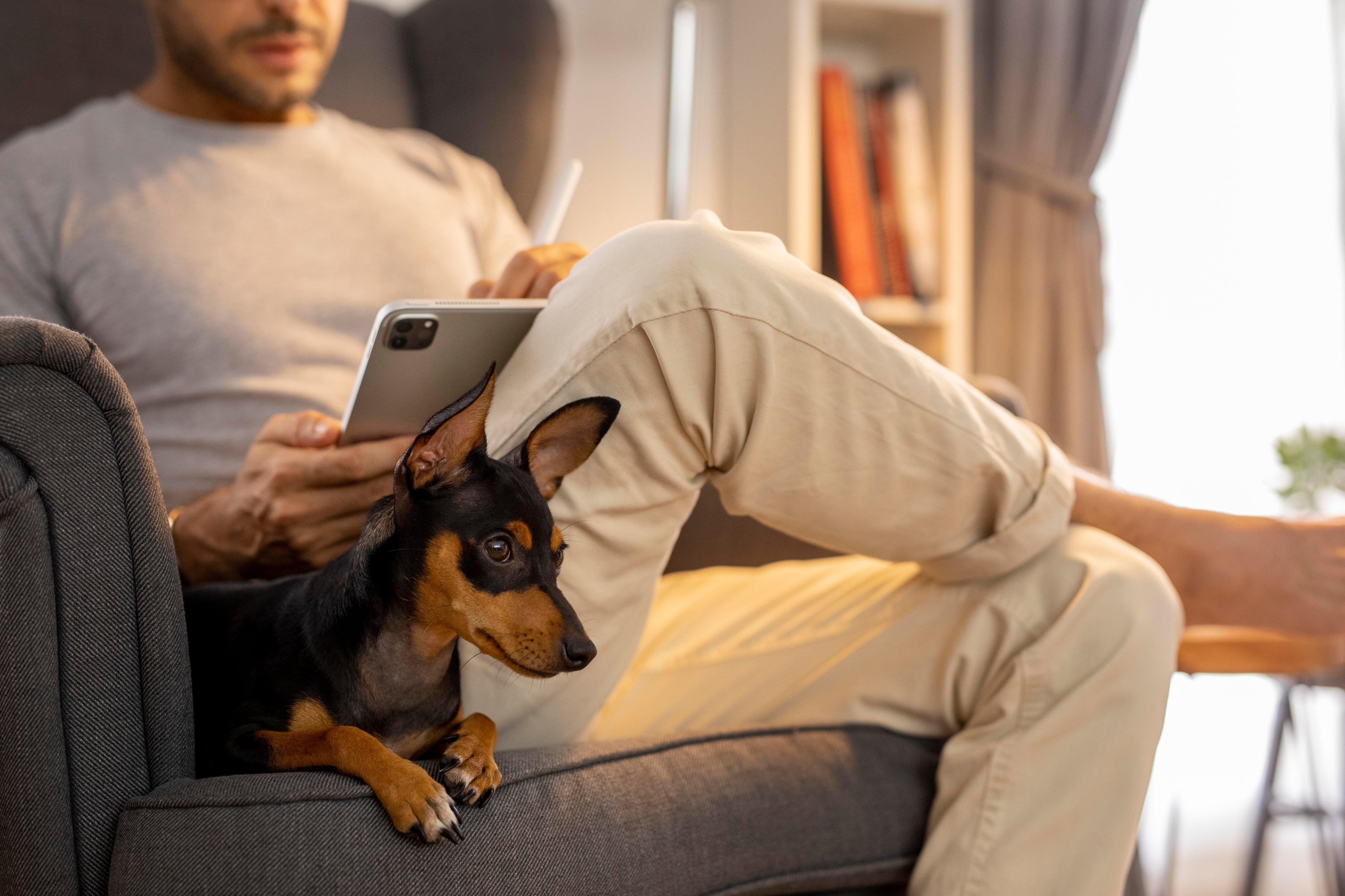 Un perro tumbado en un sillón junto a su dueño. (Freepik) (Imagen Ilustrativa Infobae)
