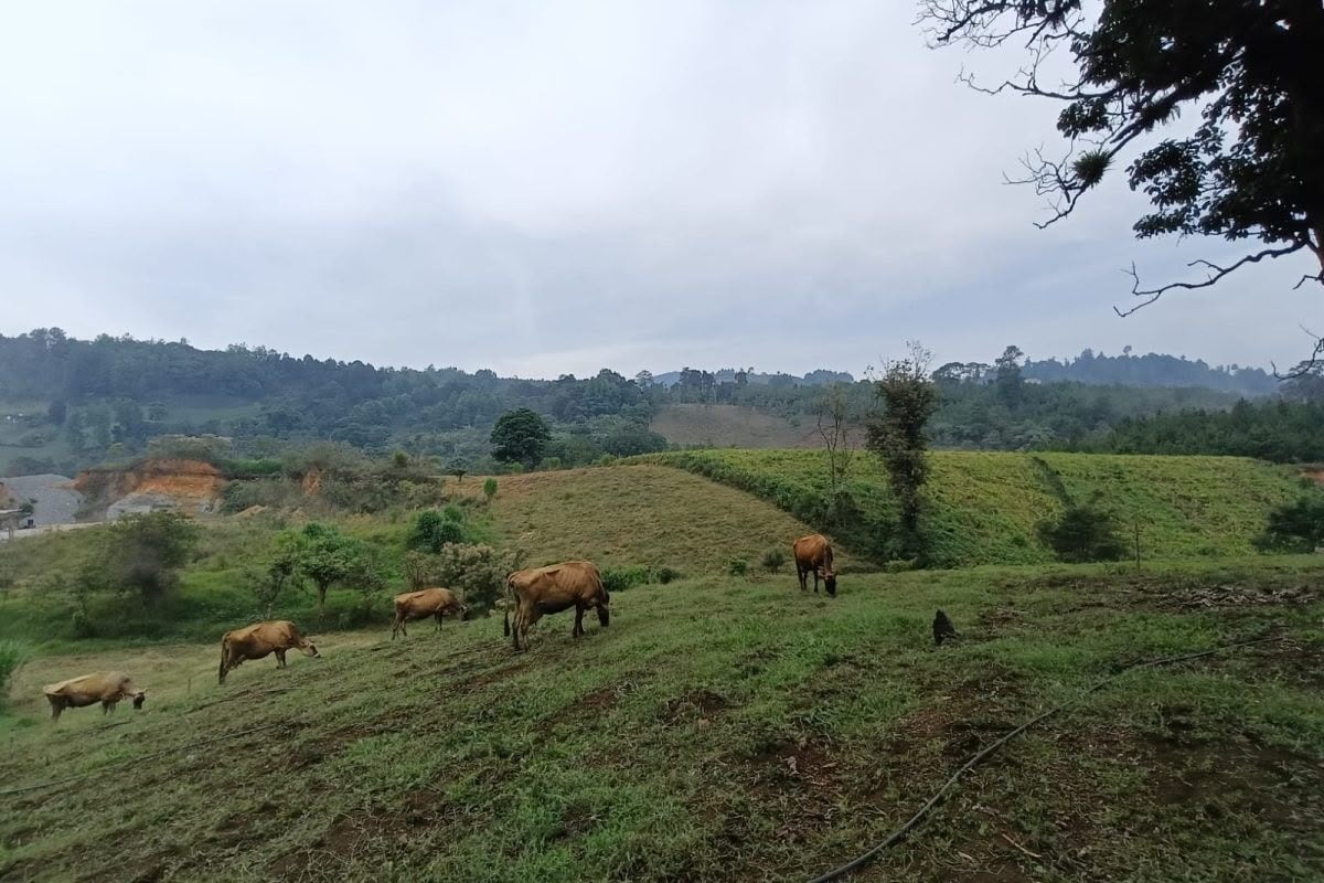 El Ministerio de Agricultura, Ganadería y Alimentación advirtió sobre posibles pérdidas agrícolas y afectaciones al ganado por la continuidad de las lluvias en Guatemala. (MAGA)