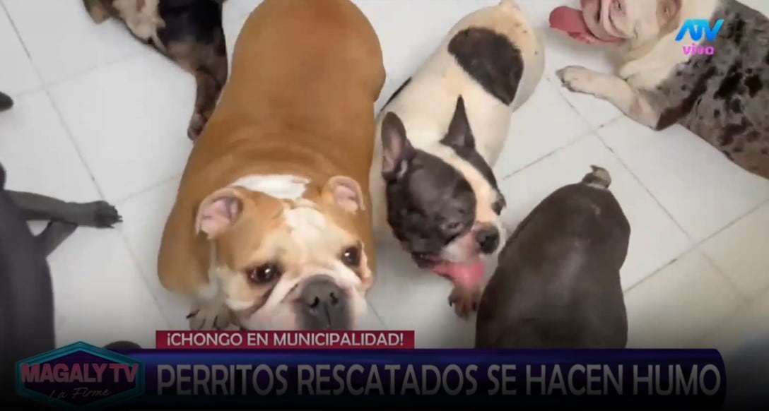 Magaly Medina cuestiona destino de perros rescatados en SJM: “¿Cómo estar seguros que no han caído nuevamente en manos inescrupulosas? Captura: Magaly TV La Firme.