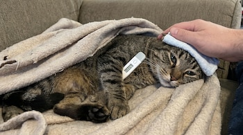 Un gato atigrado está recostado bajo una manta beige. Un termómetro digital se encuentra sobre su cuerpo y una mano sostiene una compresa azul en su cabeza.