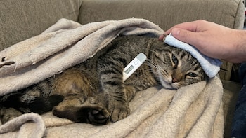 Cinco señales de alerta para saber si tu gato tiene fiebre