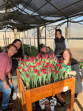 Los tulipanes, una variedad traída