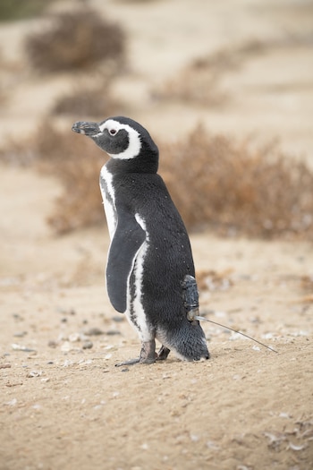 Antes de lanzarse al océano, los pingüinos reciben diminutos transmisores satelitales que permiten seguir cada movimiento de su viaje