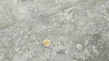 La moneda de la definción