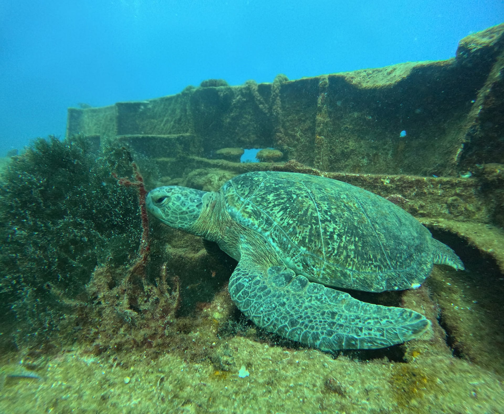 Una tortuga verde alimentándose de algas, cerca de una estructura hundida