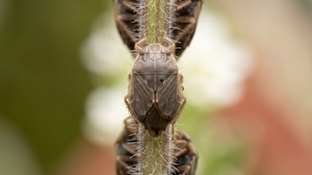 Descubrieron dos nuevas especies de insectos acuáticos en Guyana, Venezuela e India