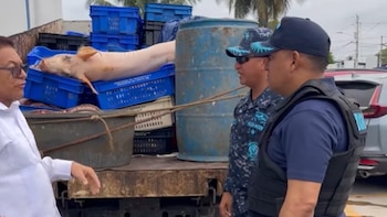 Un matadero clandestino almacenaba vísceras y carne sin condiciones sanitarias en República Dominicana