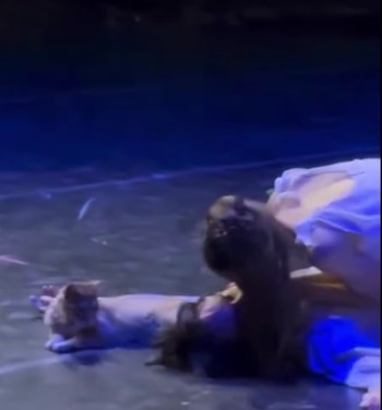 Un gato de color naranja irrumpe en un escenario durante una función del ballet Romeo y Julieta en Izmir, Turquía. El felino se acerca a un bailarín vestido de blanco que yace inmóvil en el suelo. Una segunda bailarina, también vestida de blanco, continúa su actuación mientras el animal permanece en escena. Las imágenes muestran al gato interactuando con la cabeza del bailarín y luego de pie sobre el escenario. Este evento, capturado en un teatro al aire libre, provocó la risa y el aplauso del público asistente.