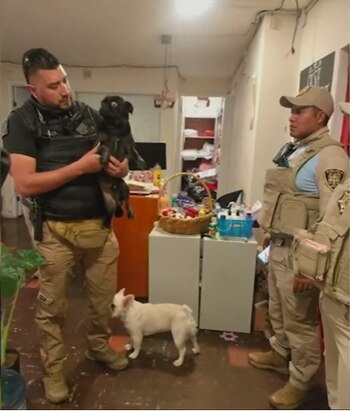 Dos perros también fueron rescatados