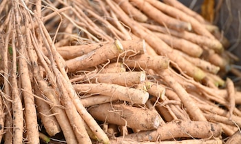 Los suplementos se obtiene de