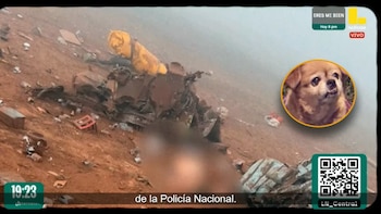 Perrito sobrevive a caída de