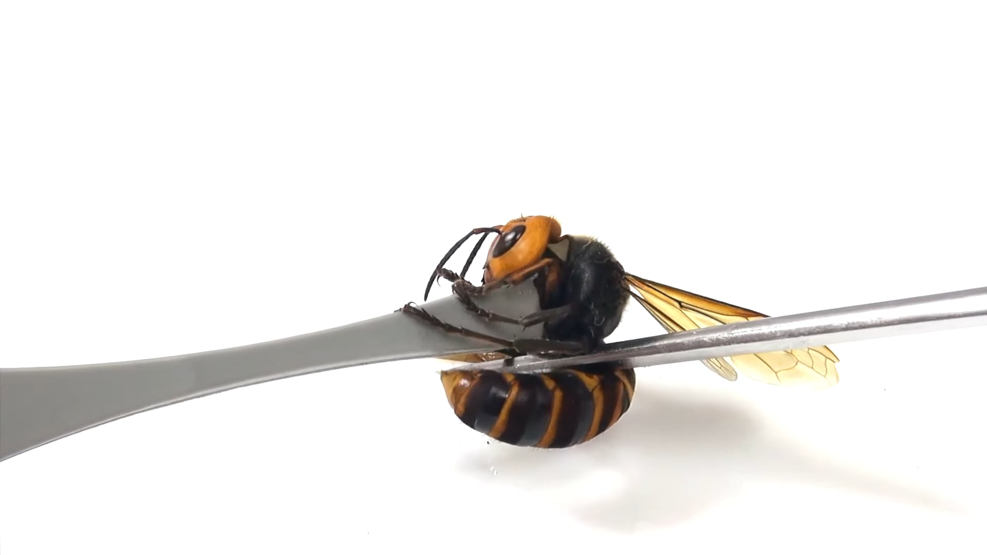 La avispa gigante del norte, famosa por su potente veneno y su capacidad para aniquilar colmenas de abejas, encuentra en la rana un inesperado depredador natural (Shinji Sugiura / Kobe University)