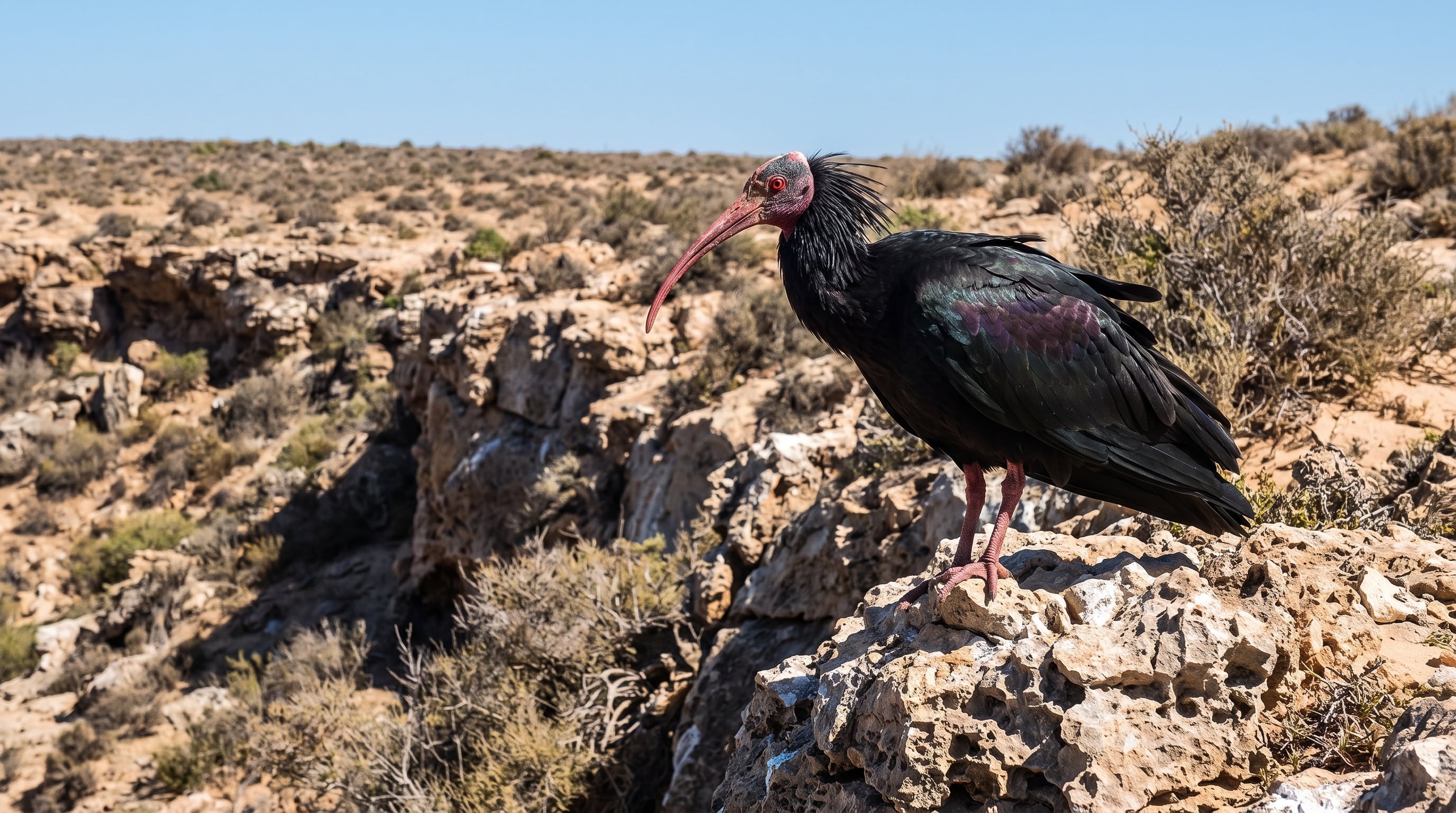 El caso del mielero regente se vincula con la reintroducción del ibis chauve del Norte en Europa, donde la conservación también incluye la recuperación de comportamientos aprendidos (Imagen Ilustrativa Infobae)