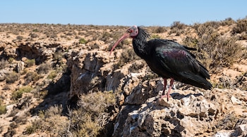 Un ibis eremita de plumaje oscuro y pico largo curvado permanece sobre una superficie de piedra en un terreno desértico.