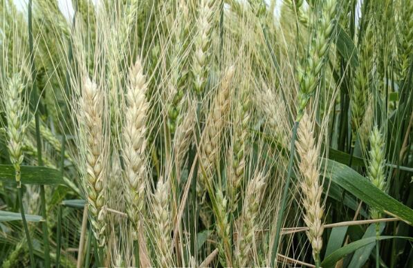 Este hongo puede generar pérdidas significativas en todo tipo de los cultivos, especialmente los de grano fino (UBA)